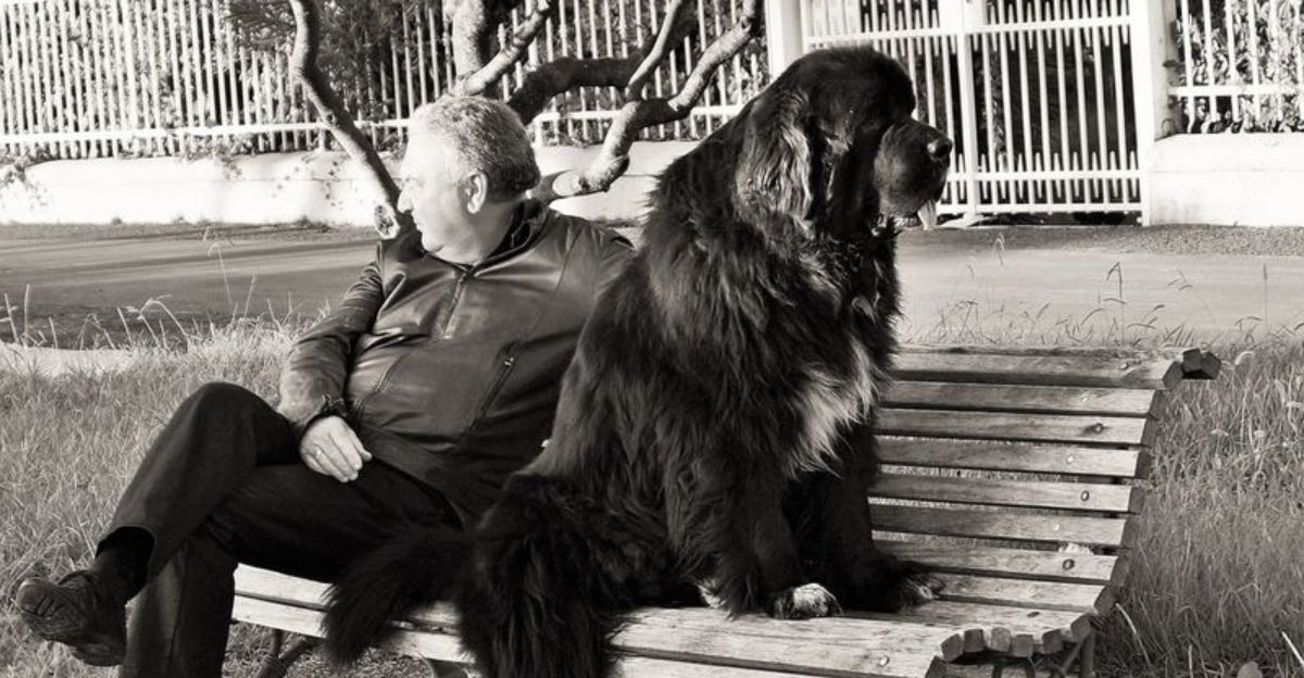 25 Large Dog Breeds That Build Strong Lifelong Bonds with Their Owners