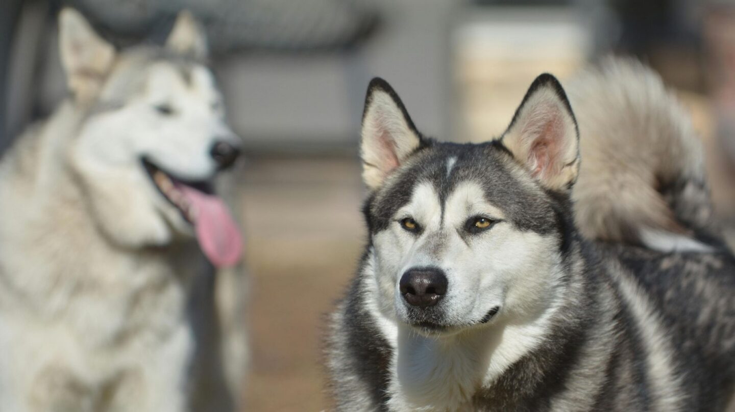 25 Majestic Large Dog Breeds That Protect with Strength and Affection