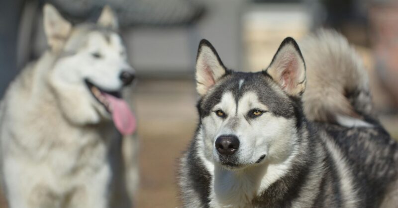 25 Majestic Large Dog Breeds That Protect with Strength and Affection