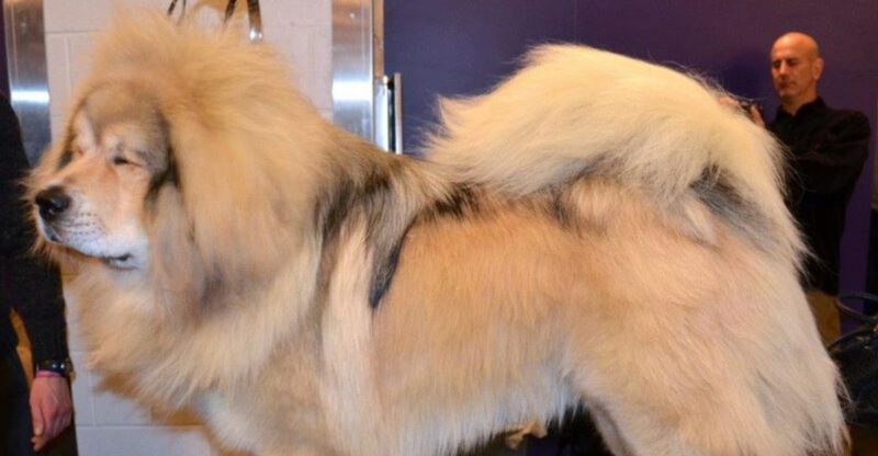 25 Most Expensive Dog Breeds to Buy and Maintain