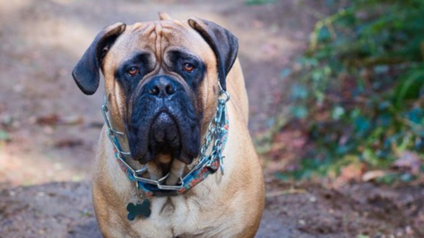 25 Muscular Large Dog Breeds Bred for Strength and Endurance