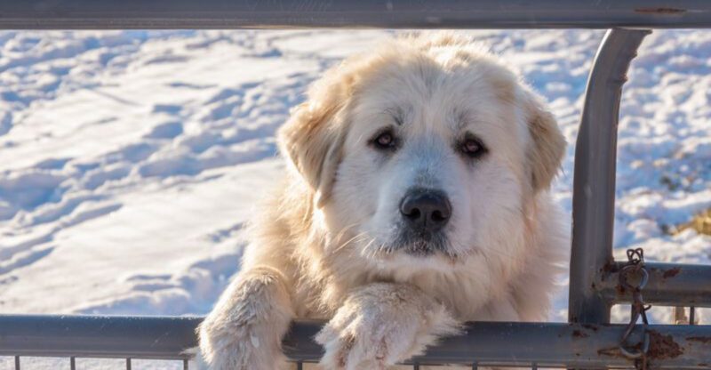25 Oversized Dog Breeds That Melt Into Your Arms Like Puppies