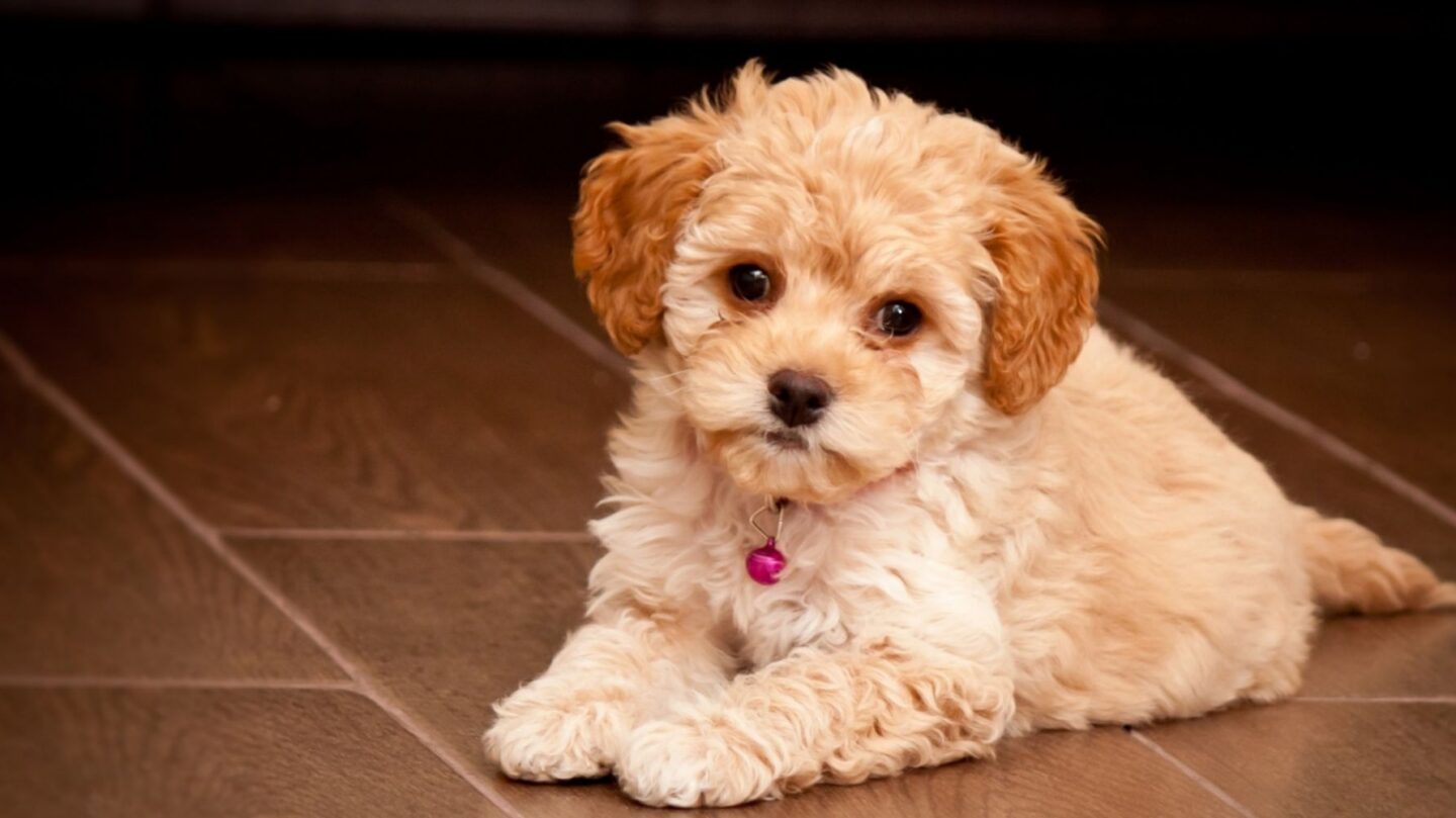 25 Poodle Mixes and What Makes Their Personalities Distinctive