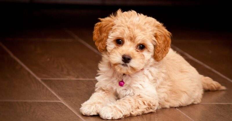 25 Poodle Mixes and What Makes Their Personalities Distinctive