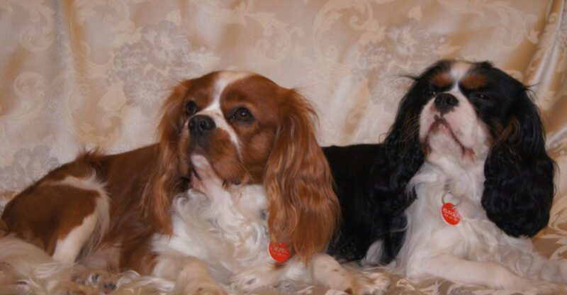 25 Quiet Dog Breeds That Fit Seamlessly into Relaxed Family Life