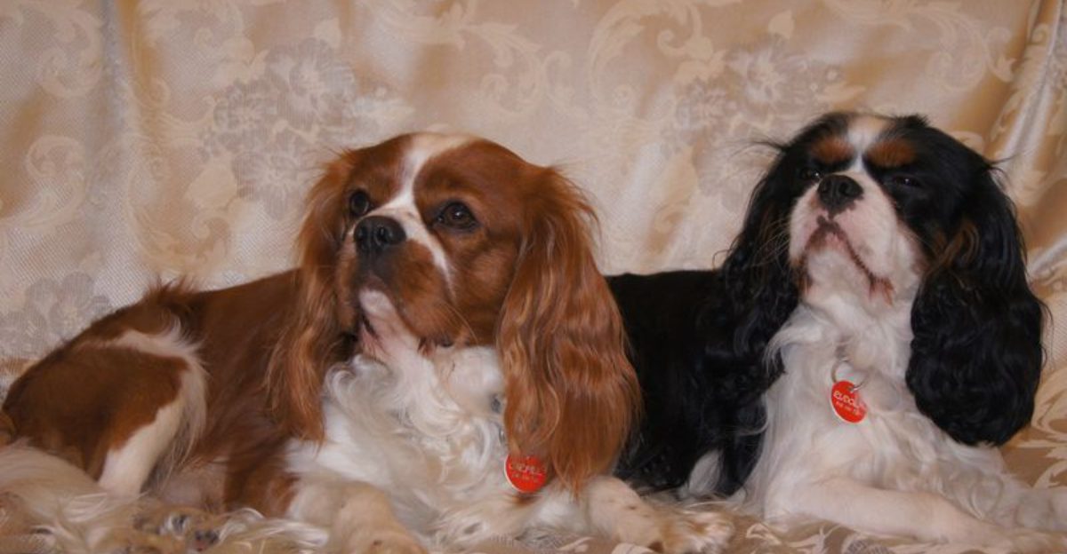 25 Quiet Dog Breeds That Fit Seamlessly into Relaxed Family Life