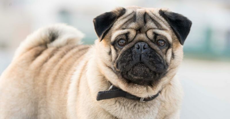 25 Small Dog Breeds Known for Their Loyalty and Affection