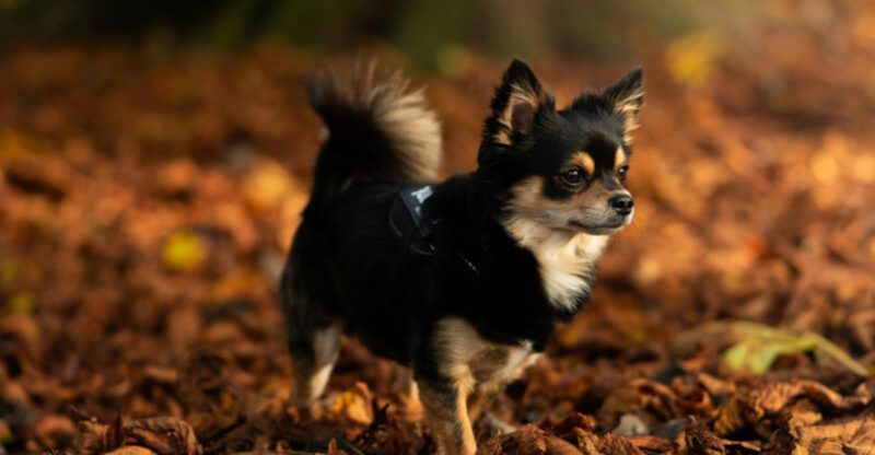 25 Small Dog Breeds That Combine Courage with Endless Energy