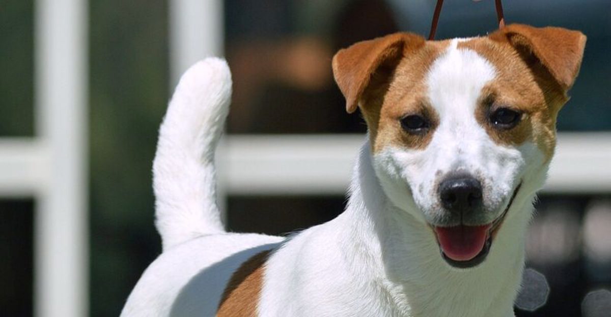 25 Small Dog Breeds That Prove Strength Comes in All Sizes