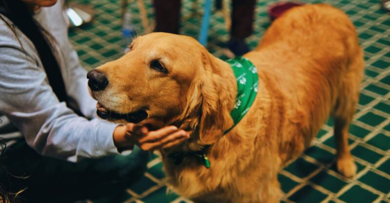 25 Subtle Ways Dogs Strengthen Our Emotional Connection Every Day