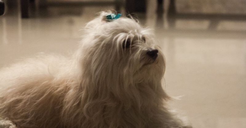 25 Tiny Dog Breeds That Dont Like Being Left Alone for Long