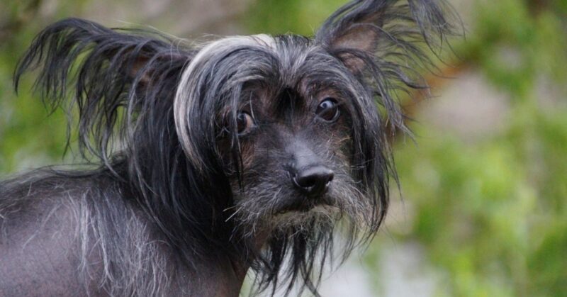 25 Unusual Dog Breeds That Stand Out for Their One of a Kind Features