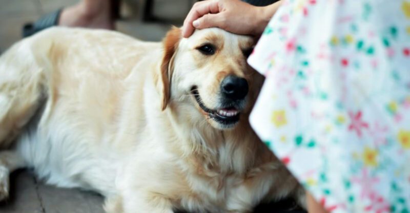 26 Affectionate Dog Breeds That Brighten Homes with Their Happy Nature