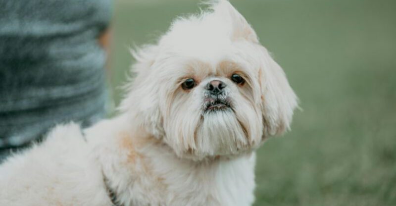 26 Calm Dog Breeds Known for Their Gentle and Easygoing Nature