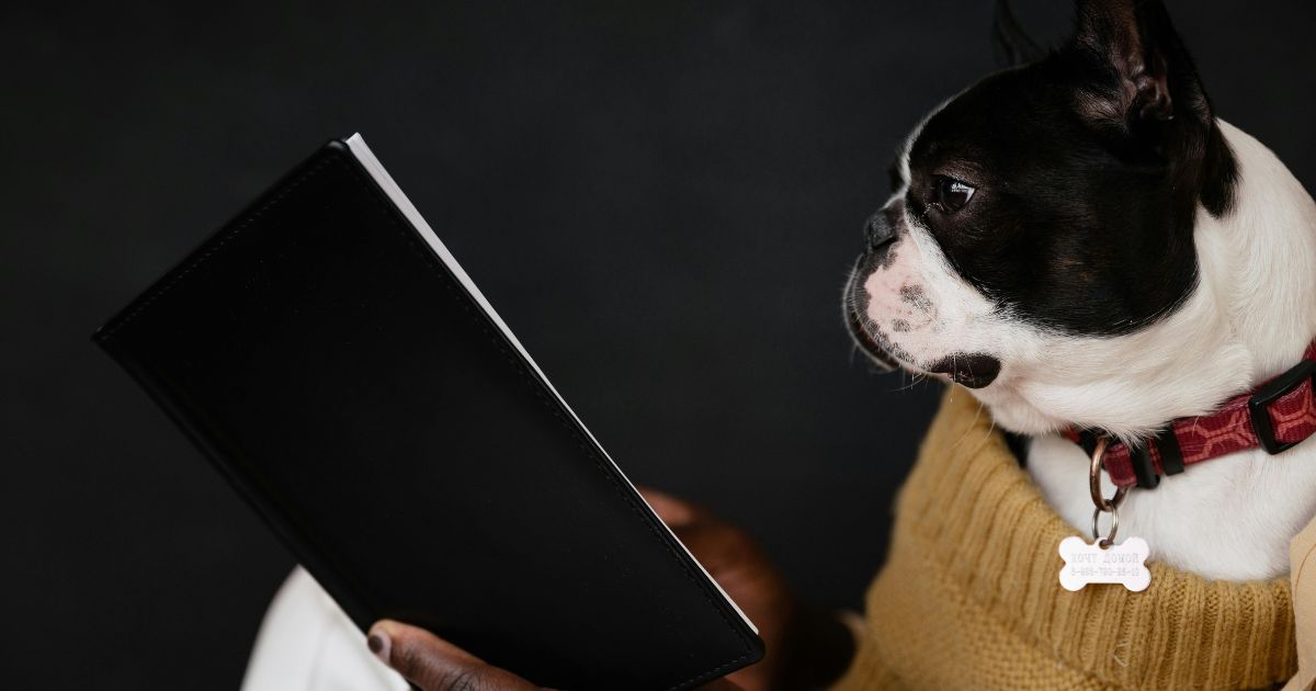 26 Dog Breeds Best for Remote Workers Looking for Daily Companionship