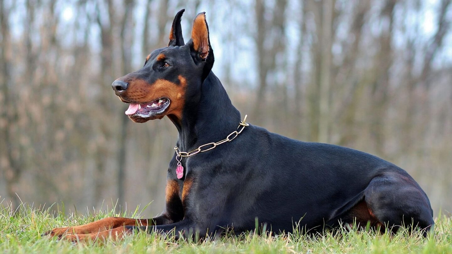 26 Dog Breeds Celebrated for Their Power and Athletic Build