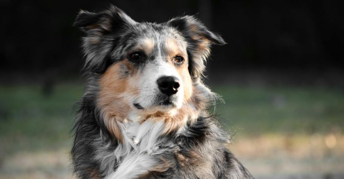 26 Dog Breeds Known for Their Exceptional Emotional Intelligence