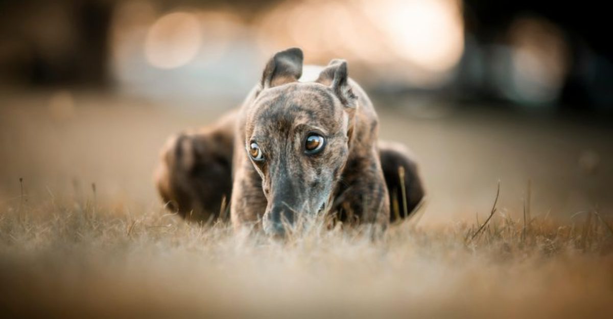 26 Dog Breeds Known for Their Independence and Need for Personal Space