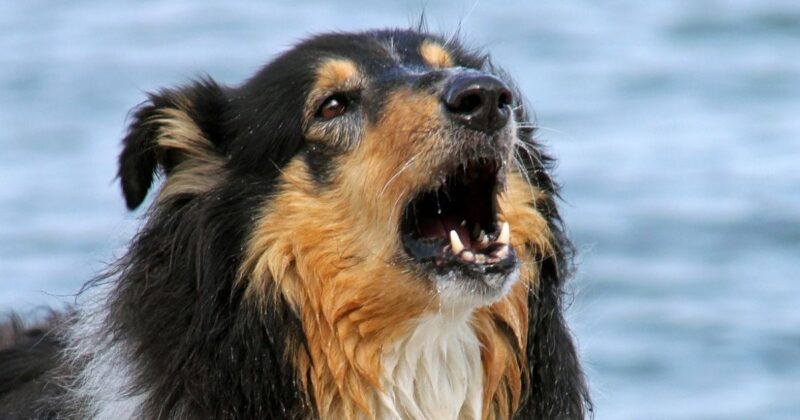 26 Dog Breeds Known for Their Loud and Talkative Personalities