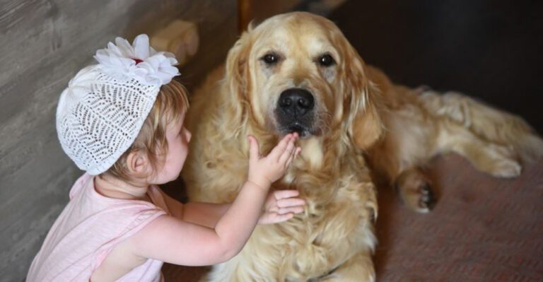 26 Dog Breeds Known for Their Strong Attachment to Humans dog news