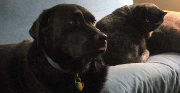 26 Dog Breeds Known to Get Along Well with Cats dog news