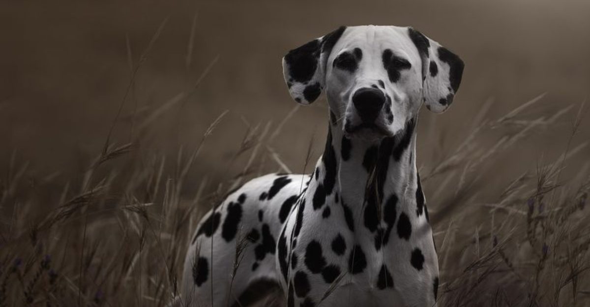 26 Dog Breeds That Are Low Maintenance and Easy to Groom