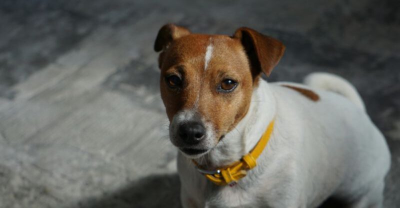 26 Dog Breeds That Are Proven to Live the Longest According to Data