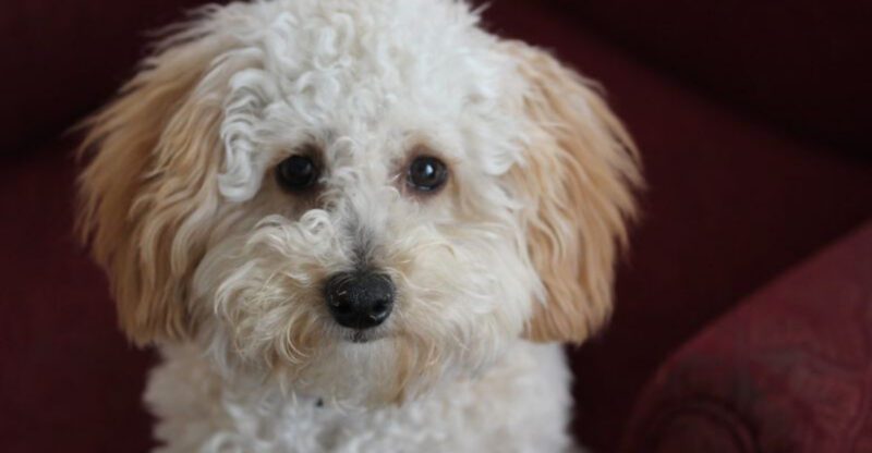 26 Dog Breeds That Are Rewarding but Require Extra Effort to Manage