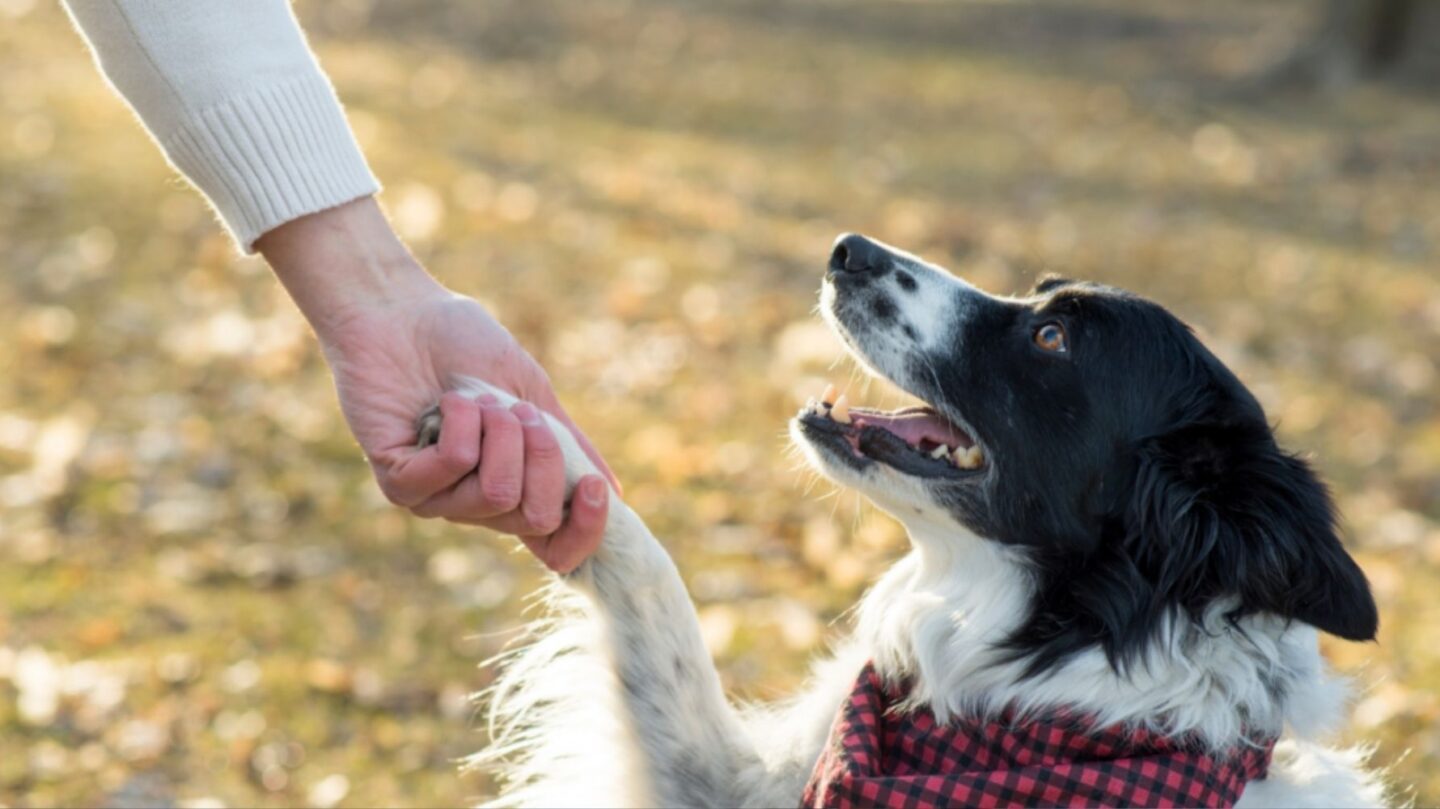 26 Dog Breeds That Build the Deepest Bonds with Their Owners