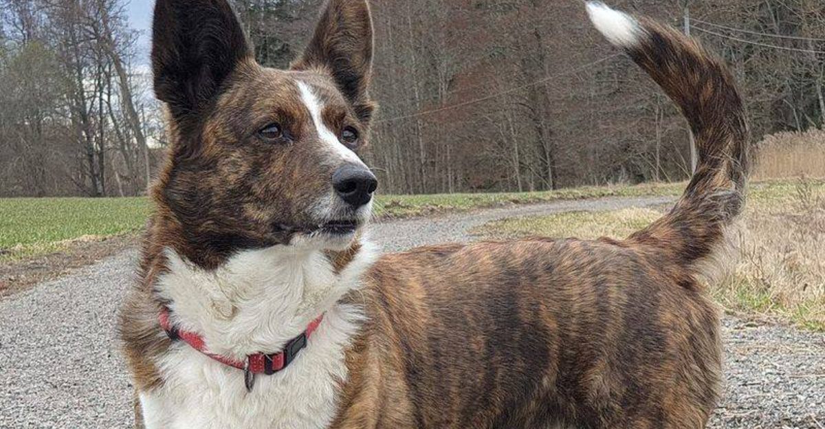 26 Dog Breeds That Display Eye Catching Brindle Patterns