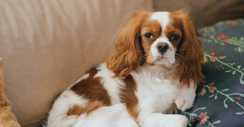 26 Dog Breeds That Feel Most at Home Around People