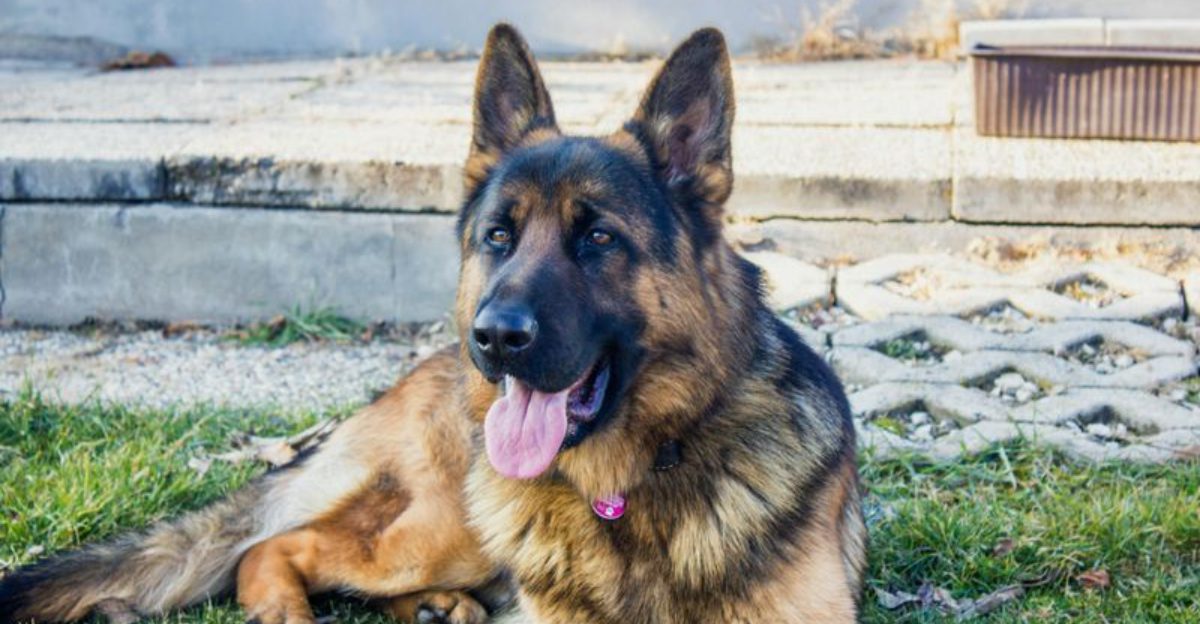 26 Dog Breeds That Have Evolved Through Generations of Selective Breeding