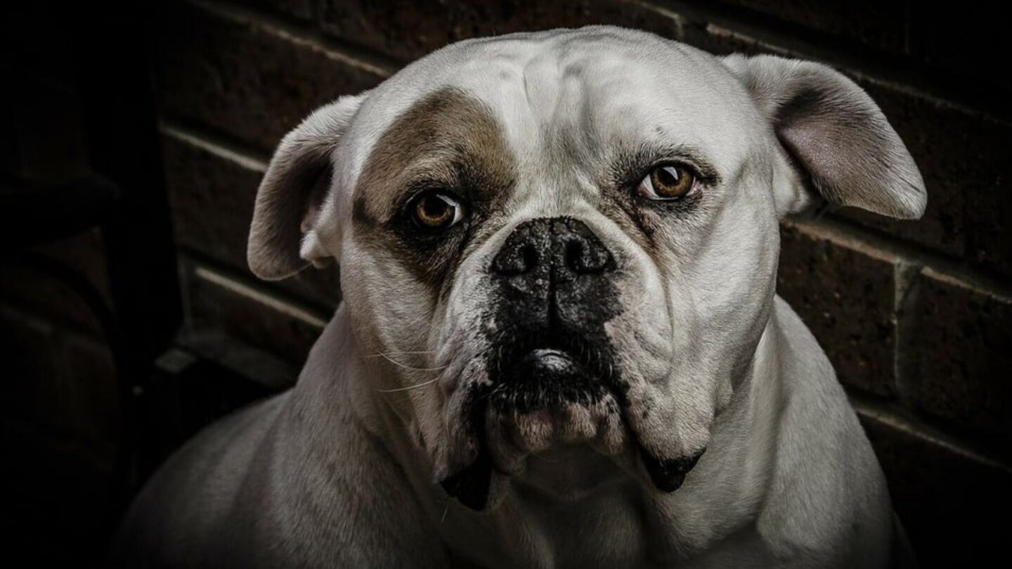 26 Dog Breeds That Look Tough but Are Gentle at Heart