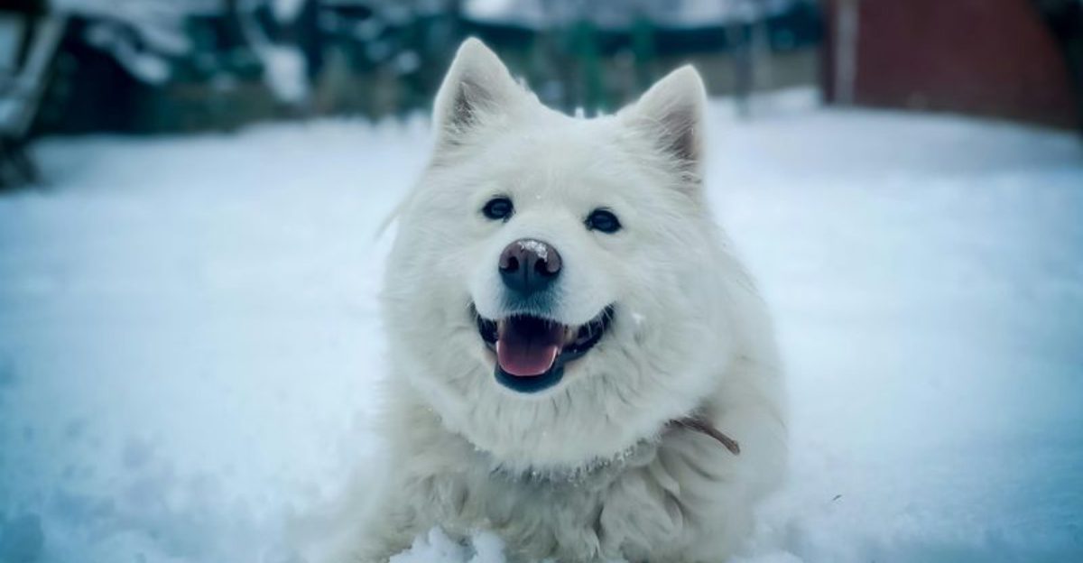 26 Dog Breeds That Radiate Happiness with Their Smiling Faces