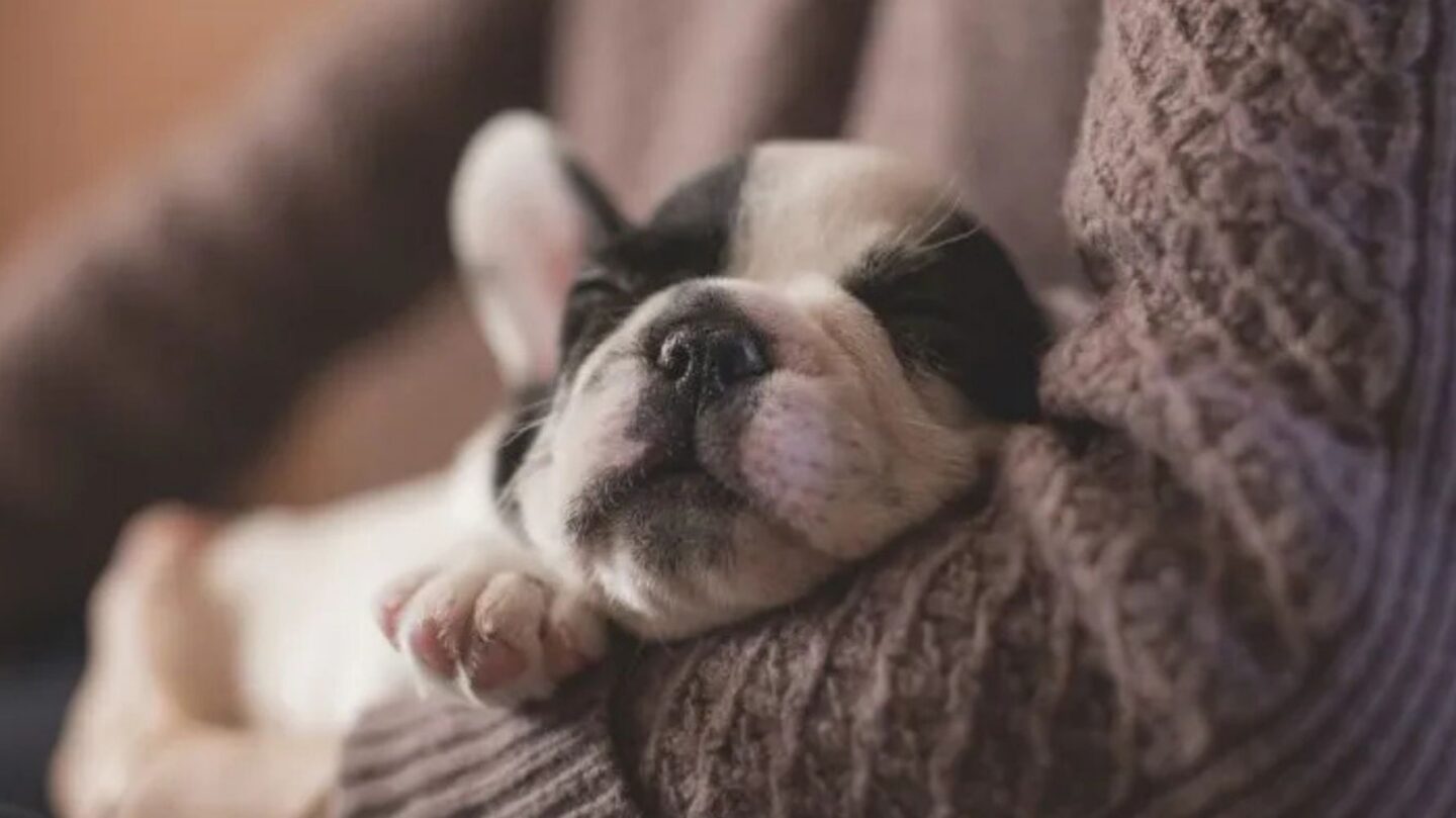 26 Dog Breeds That Show Remarkable Dedication to Their Families