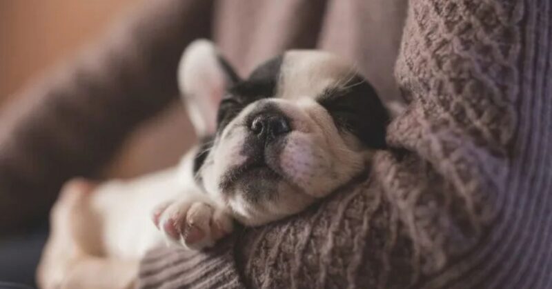 26 Dog Breeds That Show Remarkable Dedication to Their Families