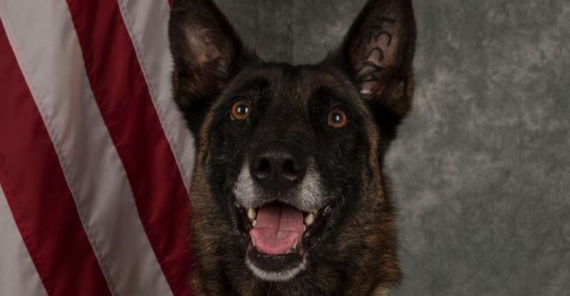 26 Dog Breeds That Stay Calm and Courageous Under Pressure