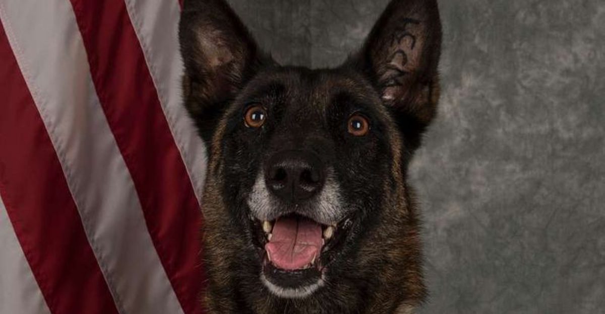 26 Dog Breeds That Stay Calm and Courageous Under Pressure