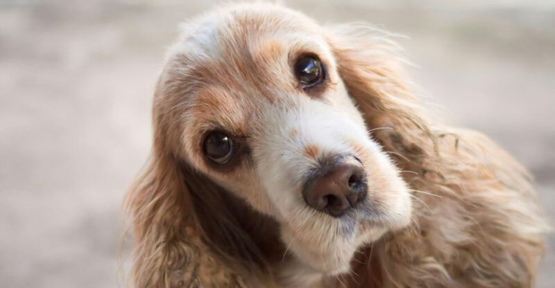 26 Dog Breeds Whose Looks Turn Heads — and Personalities Win Trust