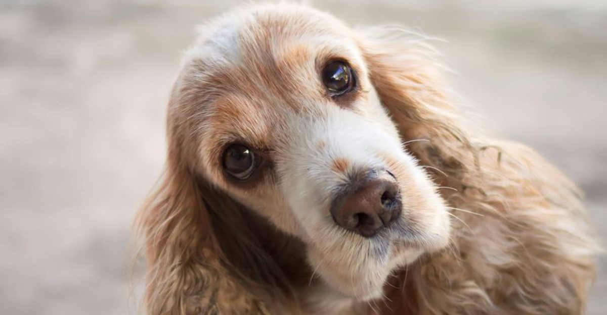 26 Dog Breeds Whose Looks Turn Heads — and Personalities Win Trust