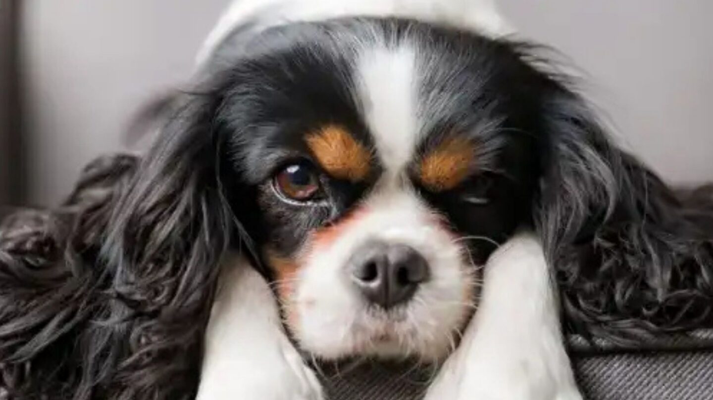 26 Dog Breeds with Distinctive Looks and Friendly Temperaments