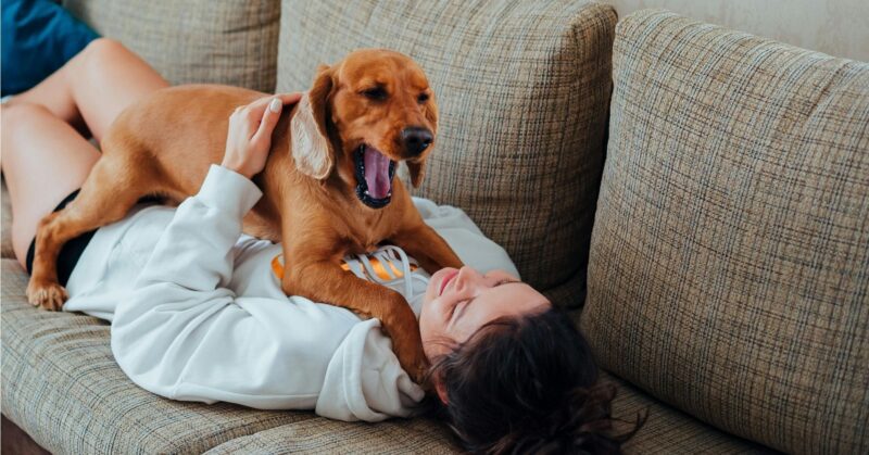 26 Empathetic Dog Breeds That Sense Your Mood and Offer Comfort