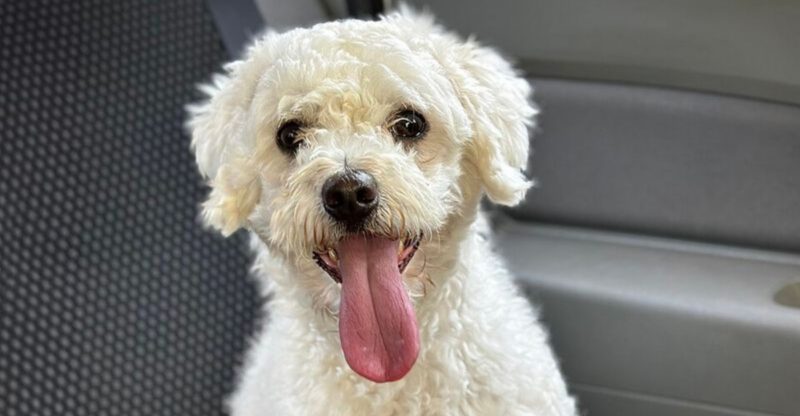 26 Fluffy Small Dog Breeds That Love to Cuddle