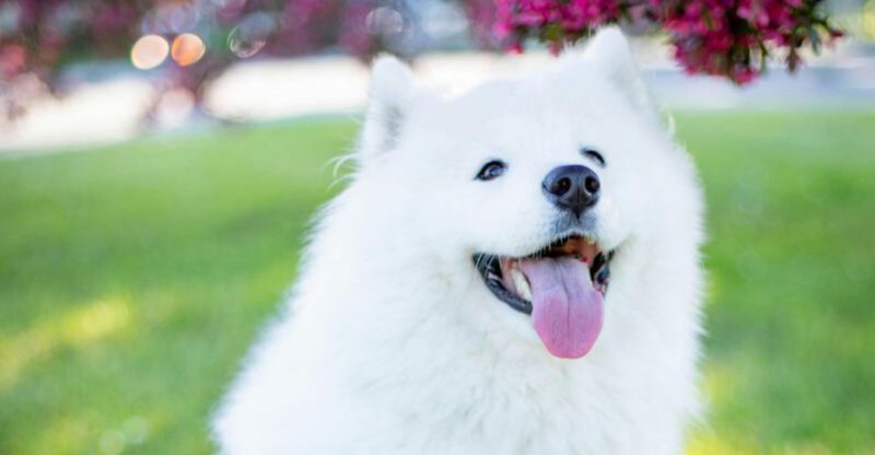26 Friendly Dog Breeds That Get Along with Almost Everyone