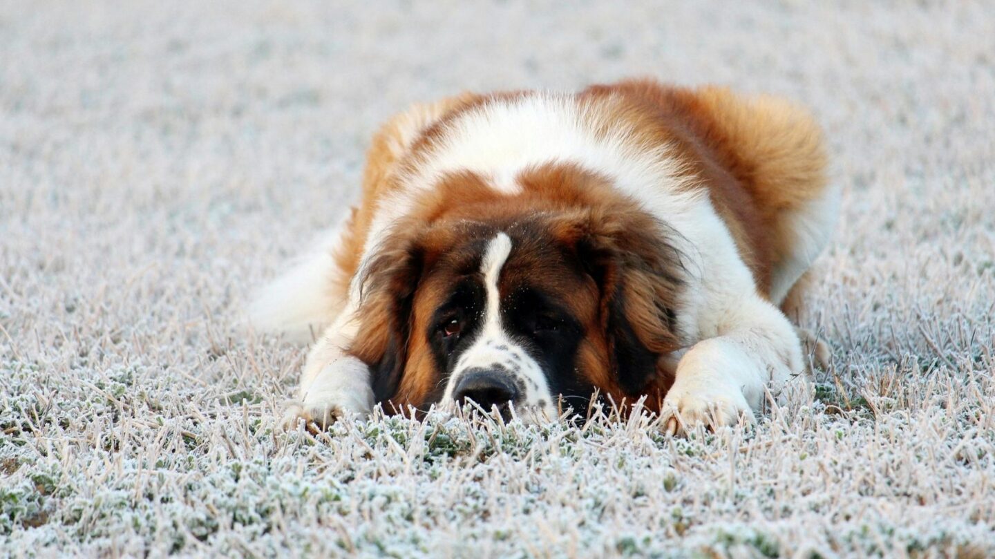 26 Gentle Giant Dog Breeds That Show Endless Affection