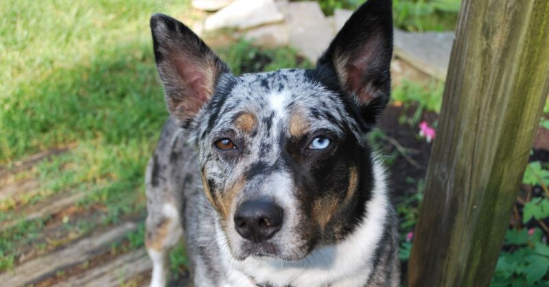 26 Healthy Dog Breeds That Rarely Face Serious Medical Issues