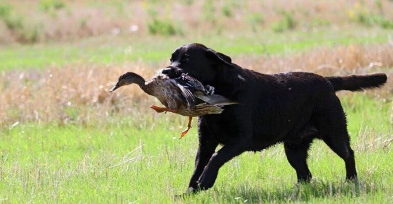 26 Hunting Dog Breeds Recognized for Their Skills and Instincts dog news