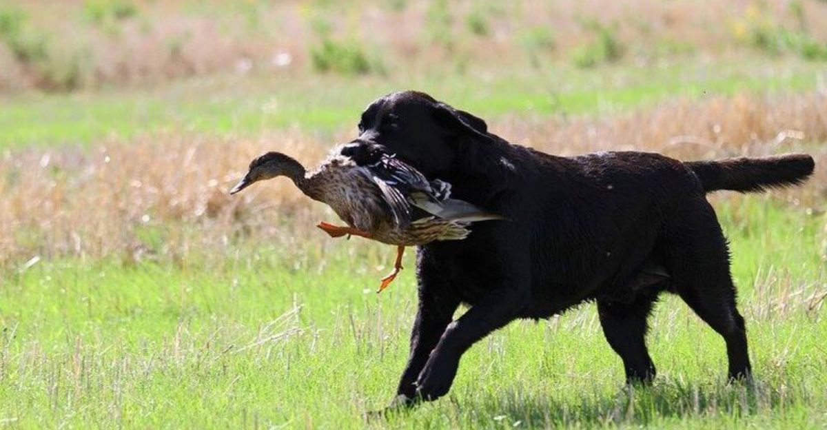 26 Hunting Dog Breeds Recognized for Their Skills and Instincts