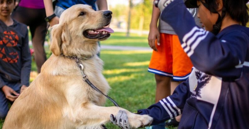 26 Kind Hearted Dog Breeds That Welcome Everyone with a Wagging Tail