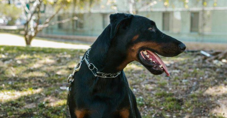 26 Large Dog Breeds That Excel in Training and Obedience dog news